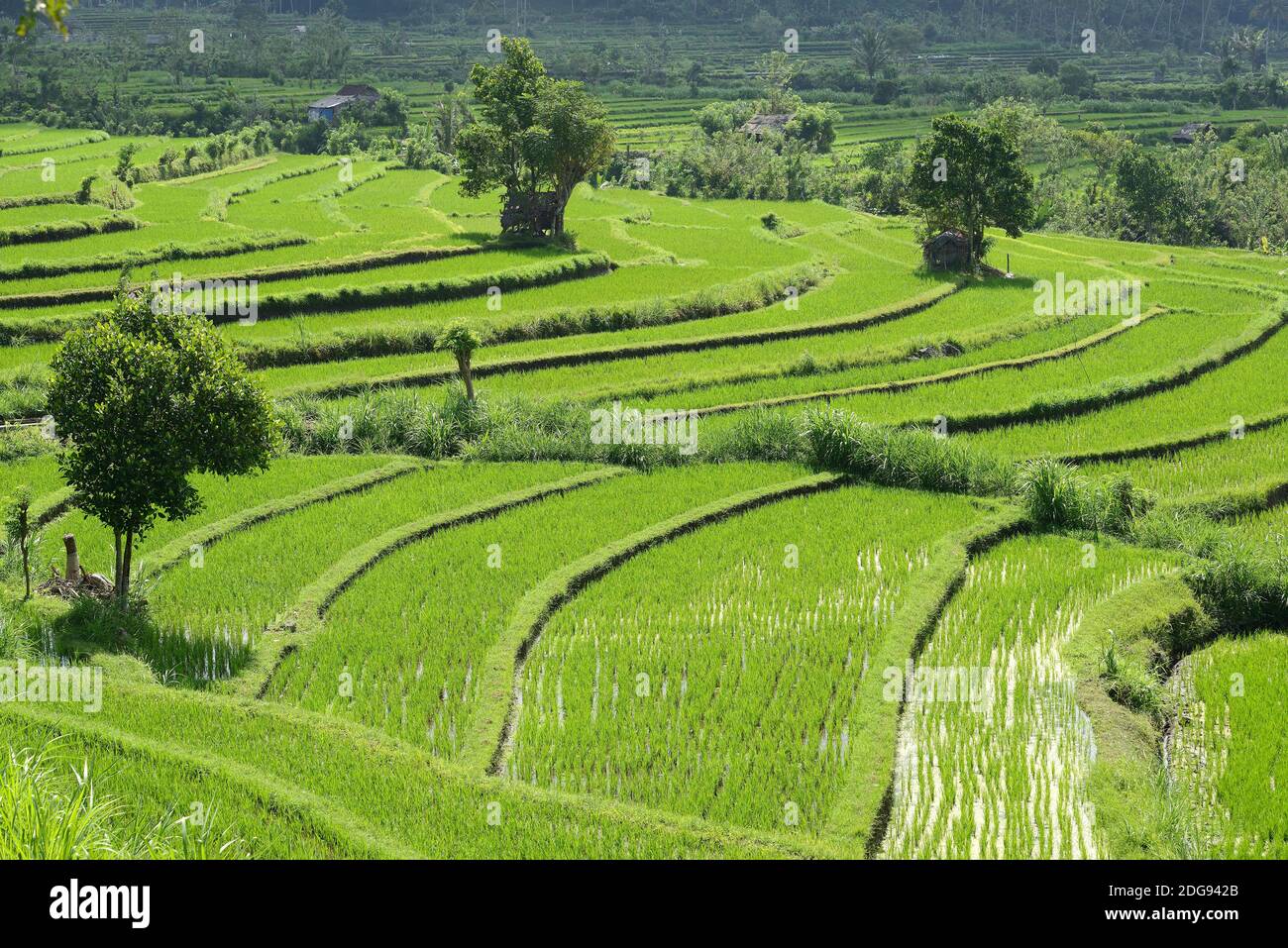Reisfelder und Reisterassen im Süden von Bali, Indonesien Foto Stock