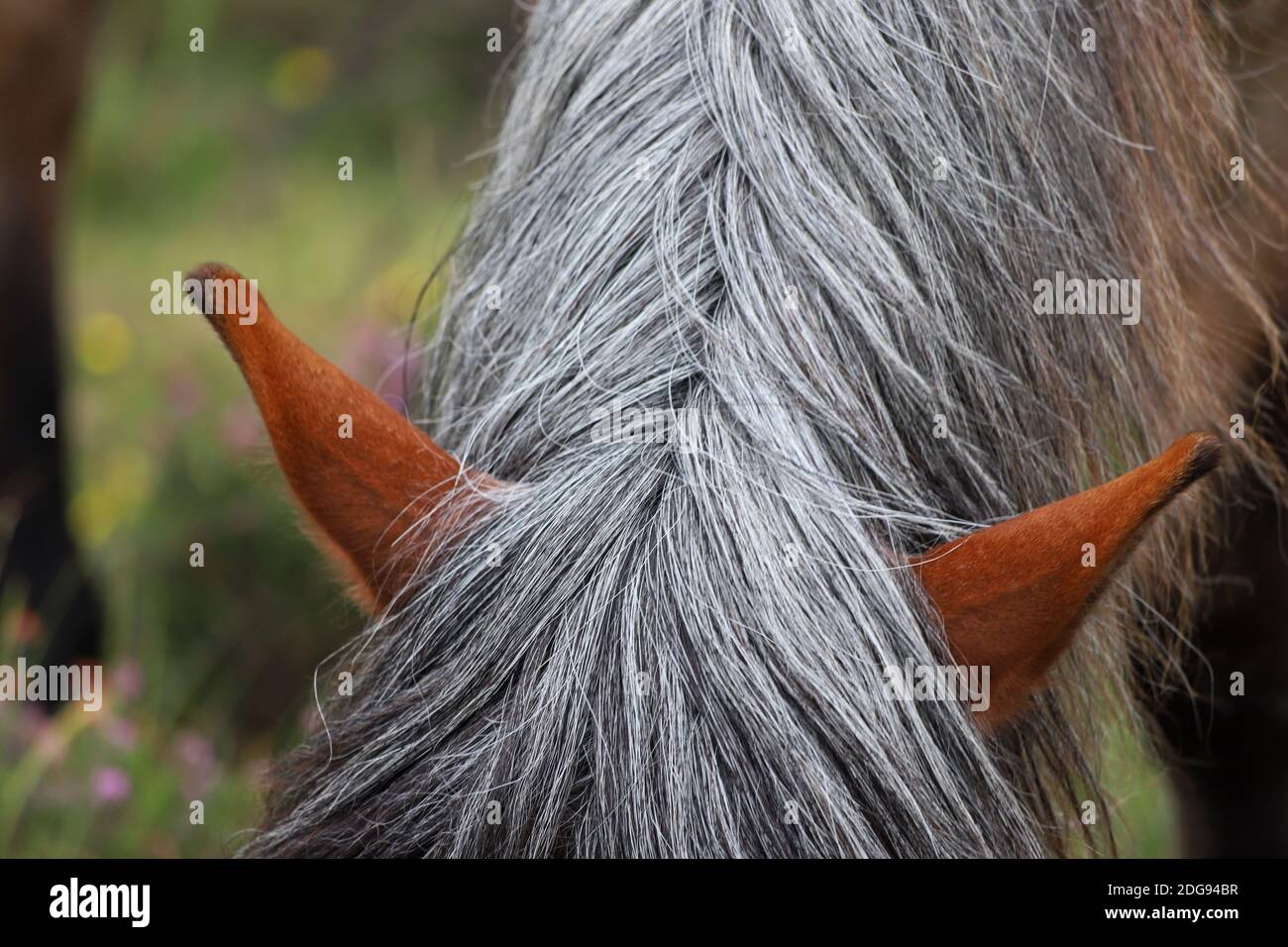Un primo piano di un cavallo selvatico grigio-argento principale e spighe pointy come pigrana sull'erba verde del New Forest National Park. Foto Stock