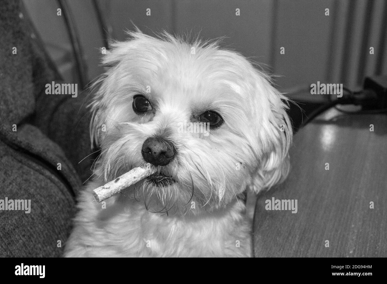 Un piccolo cane maltese bianco con cibo in bocca. Pone e osserva i suoi dintorni. Foto Stock