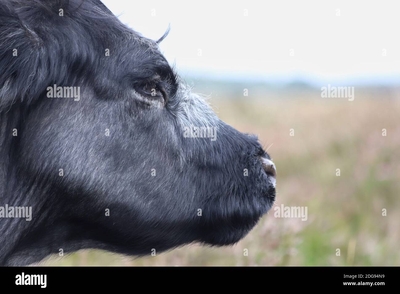 Una grande mucca nera si riposa dal pascolo tra la prateria della New Forest e dai labirinti attraverso il paesaggio. Foto Stock