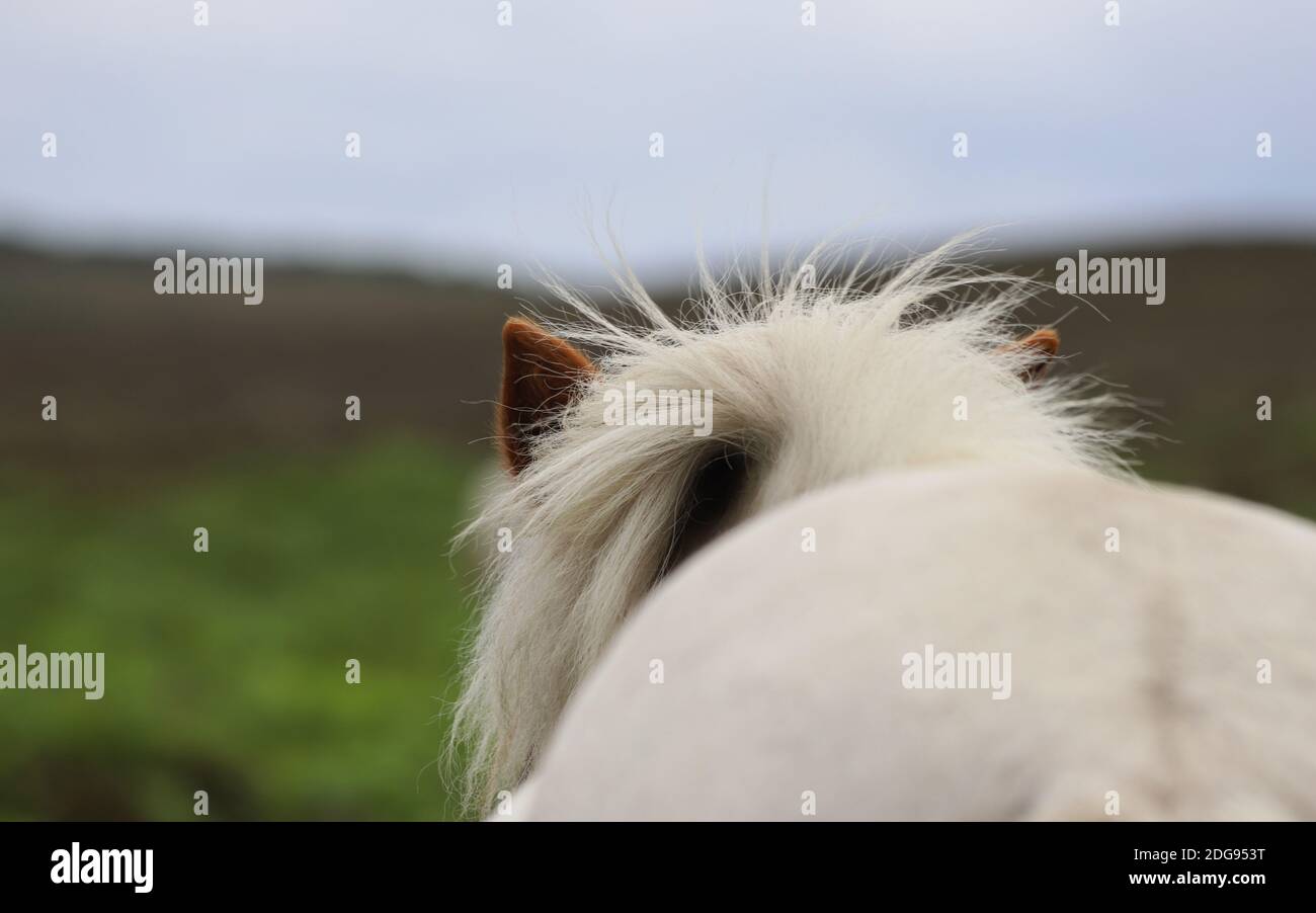 Un cavallo selvaggio si azzera verso l'orizzonte lontano contemplando il viaggio che ci attende, mentre la sua manna dai capelli bianchi sgargianti si arriccia dietro le sue orecchie appuntite. Foto Stock