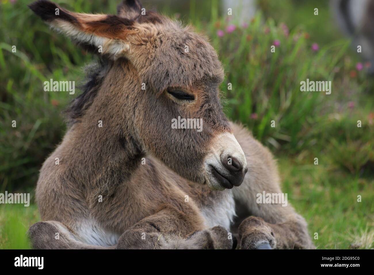 Un giovane e peloso asino selvaggio si arriccia e riposa tra il verde della Nuova Foresta, mentre la madre guarda attentamente. Foto Stock