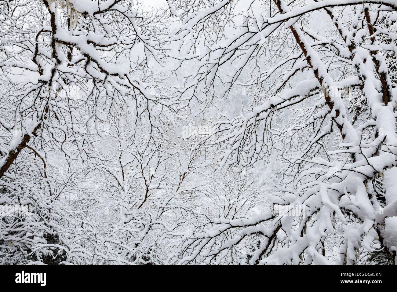 Vista invernale di alberi con rami innevati Foto Stock