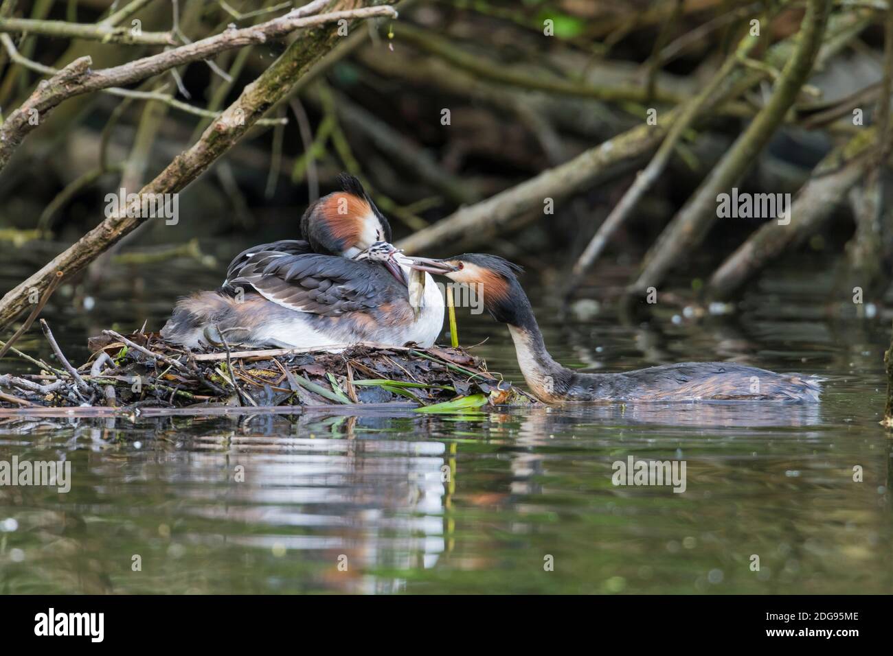 Haubentaucher auf Nest, Podiceps cristatus, Grande crestato grebe su nido Foto Stock
