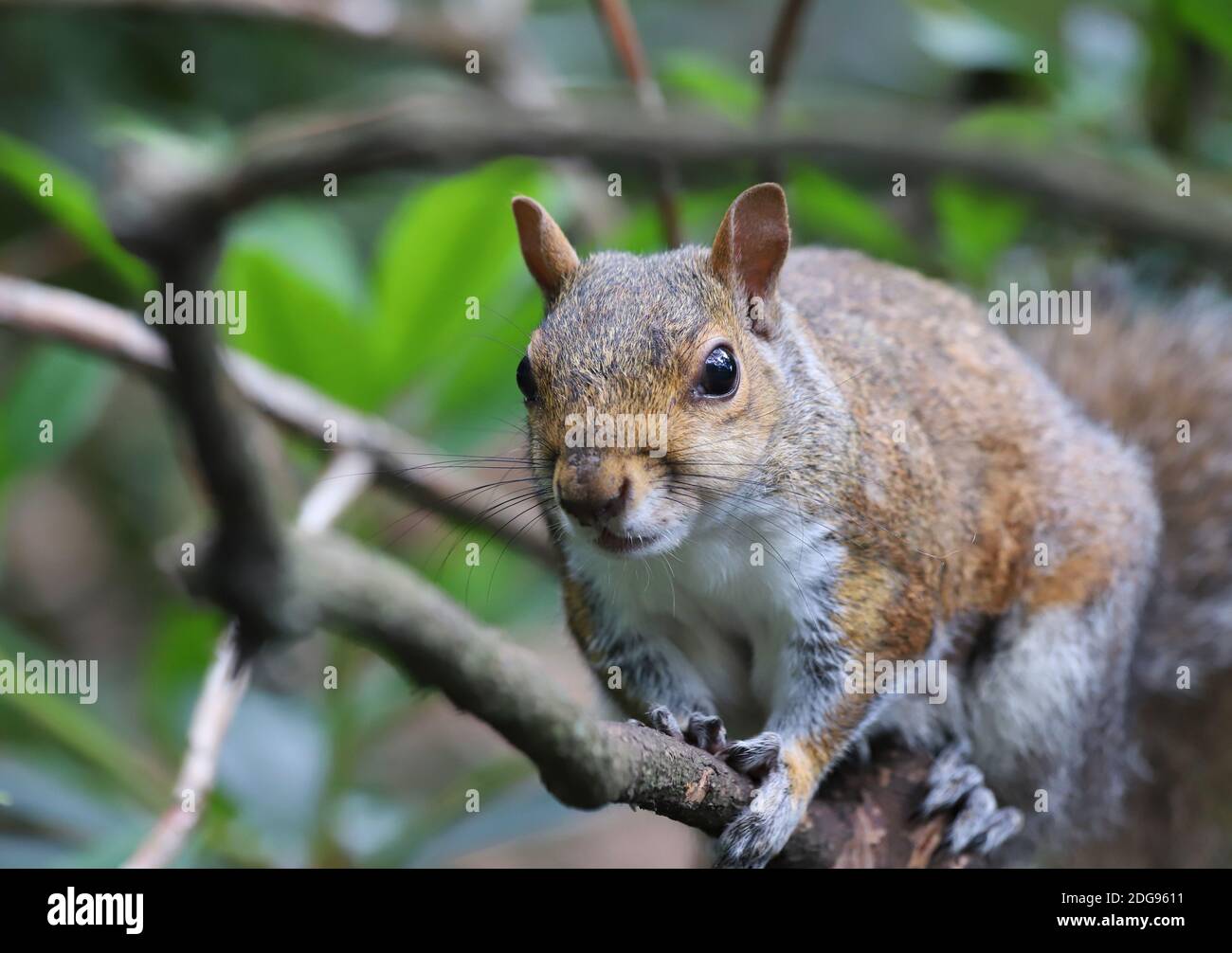 Uno scoiattolo grigio soffice si impavida lungo uno stretto ramo tra gli alberi di fronte a uno sfondo di foglie verdi vibranti. Foto Stock