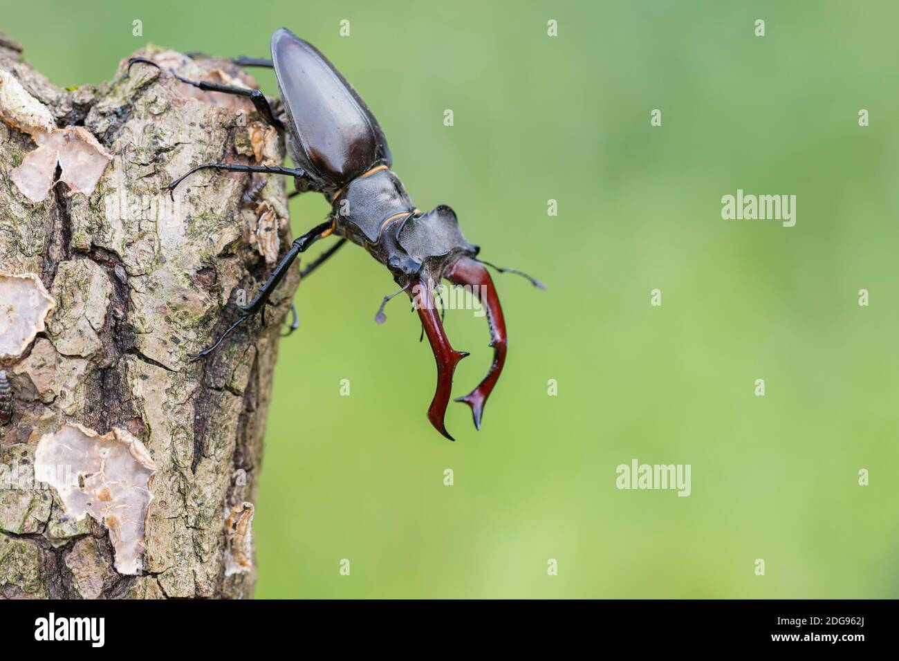 Maennlicher Hirschkaefer, Lucanus cervi, maschio Stag beetle Foto Stock