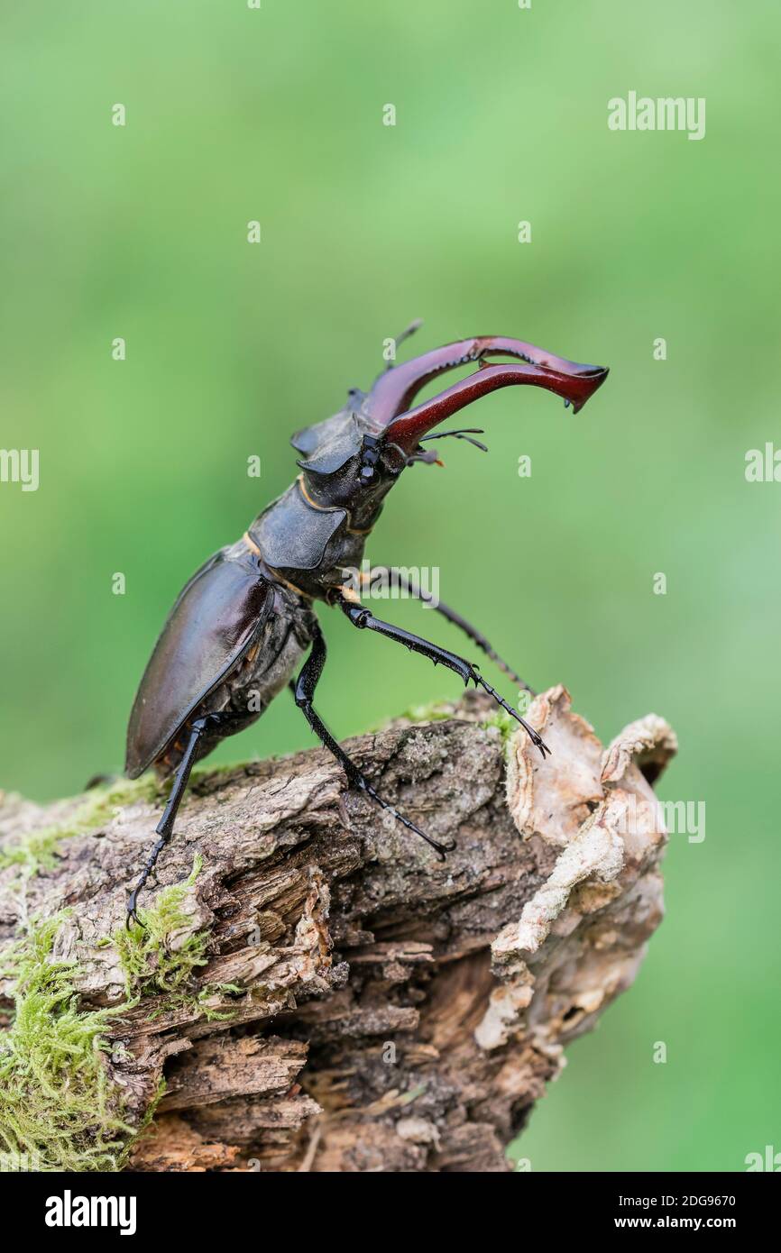 Maennlicher Hirschkaefer, Lucanus cervi, maschio Stag beetle Foto Stock