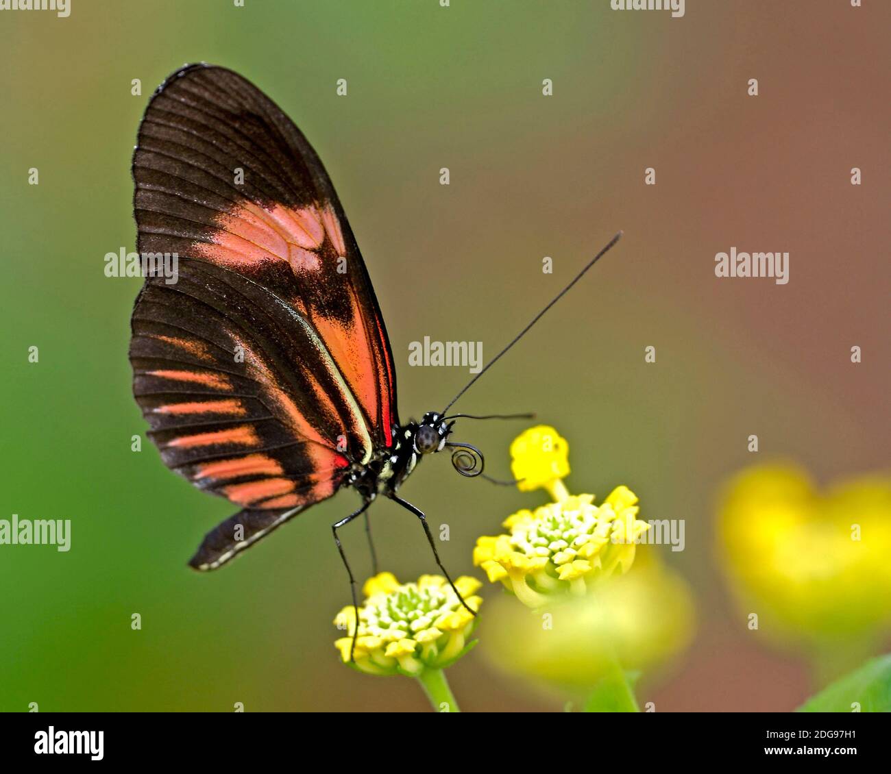 Schmetterling - Grosser Kurier - (Helioconius melpomene) Foto Stock