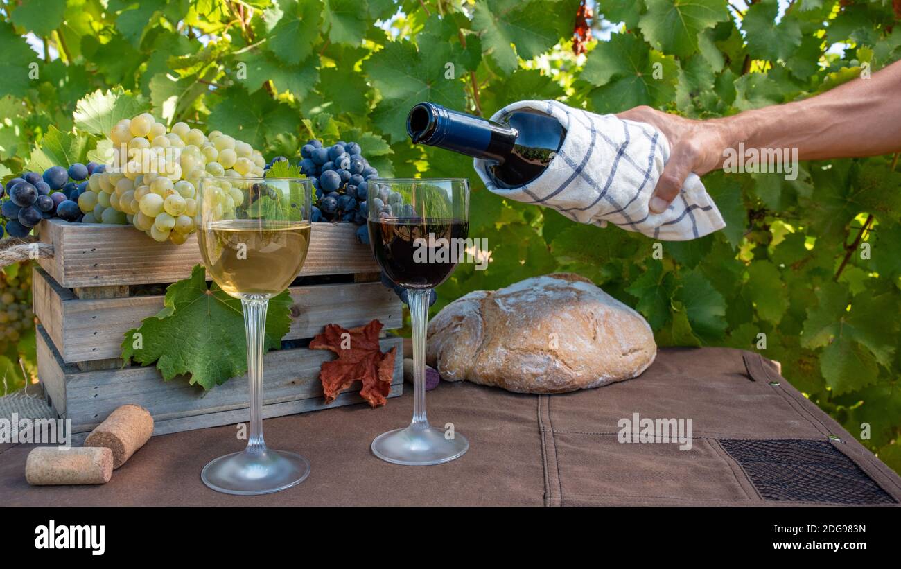 Grappoli di uve rosse e bianche e rosse e bianche vino in calici con fondo marrone tra le viti Foto Stock