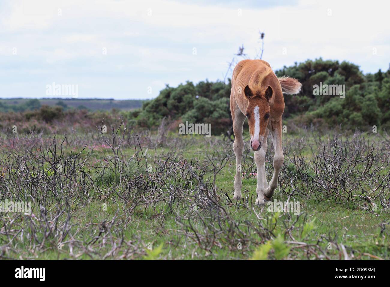 Un giovane nemico marrone curioso cammina attraverso il sottobosco morto di brughiera bruciata, abbassando la testa al niff al pavimento. Foto Stock