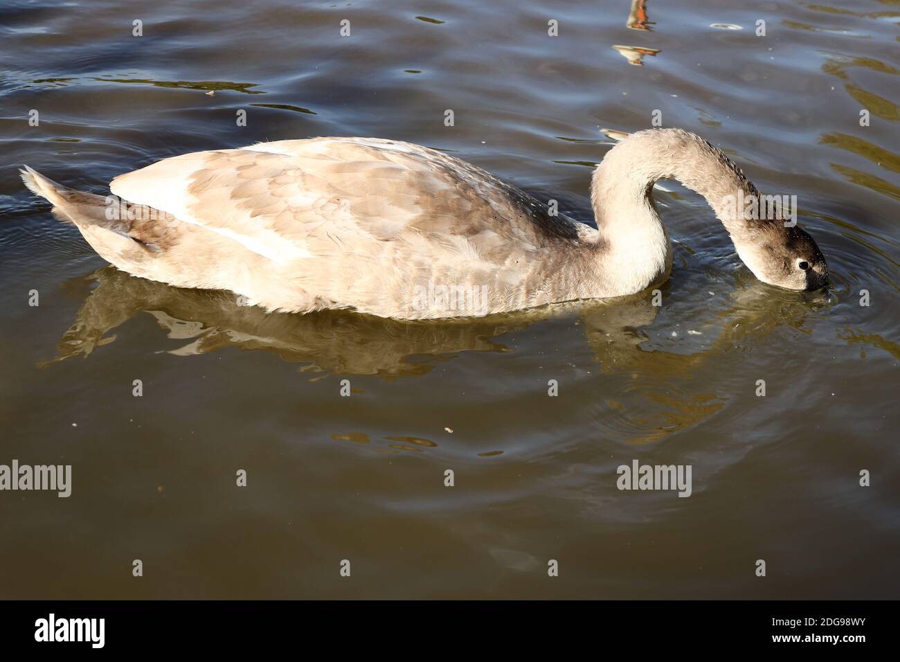 Cygnet o cigno giovanile alla ricerca di pesce nel lago di Hemlington Middlesbrough North Yorkshire Foto Stock