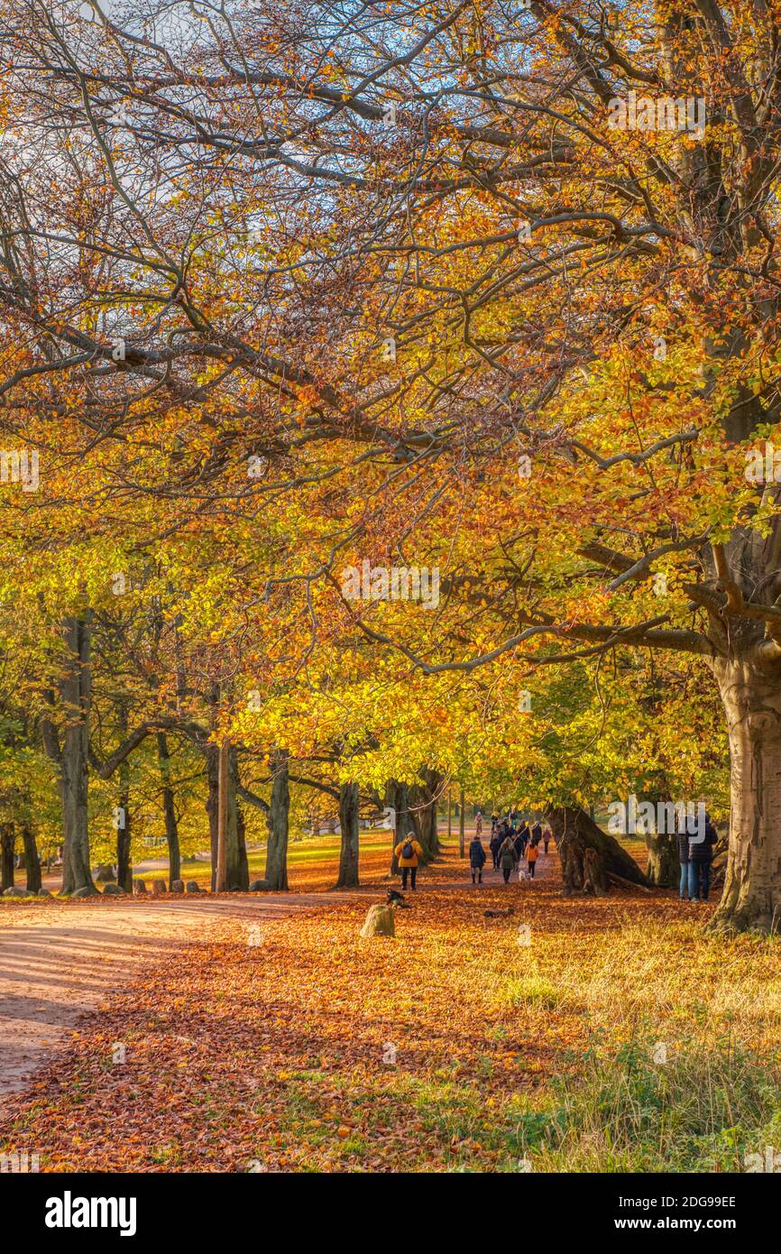 Fogliame giallo colorato con persone che camminano su un sentiero o un sentiero attraverso la vegetazione del parco in autunno. La gente cammina tra le foglie arancioni morte in autunno Foto Stock