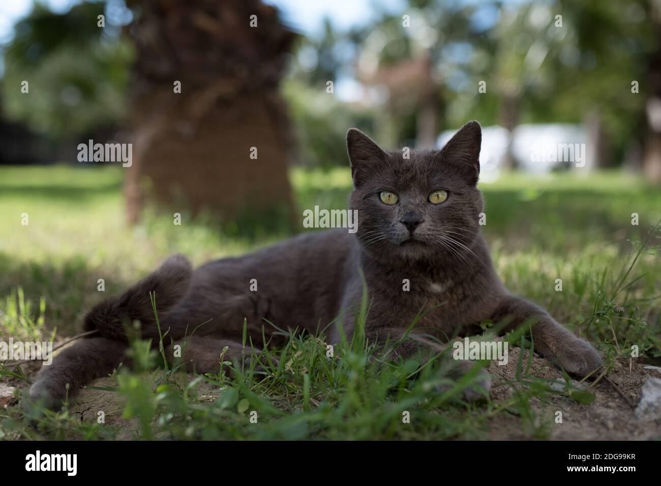 Bagno turco gatto randagio su hotel area terreno ralxing giardino nella parte anteriore del palm tree Foto Stock