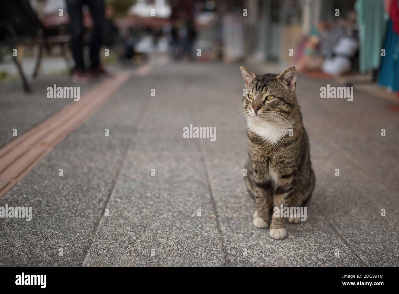 Tabby turco gatto randagio in attesa per i turisti di fronte a negozi di souvenir Foto Stock