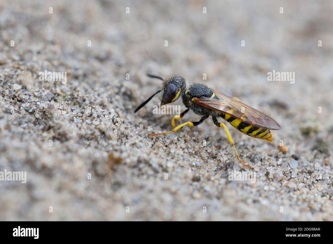 Bienenwolf, Philanthus triangulum,Bee Wolf Foto Stock