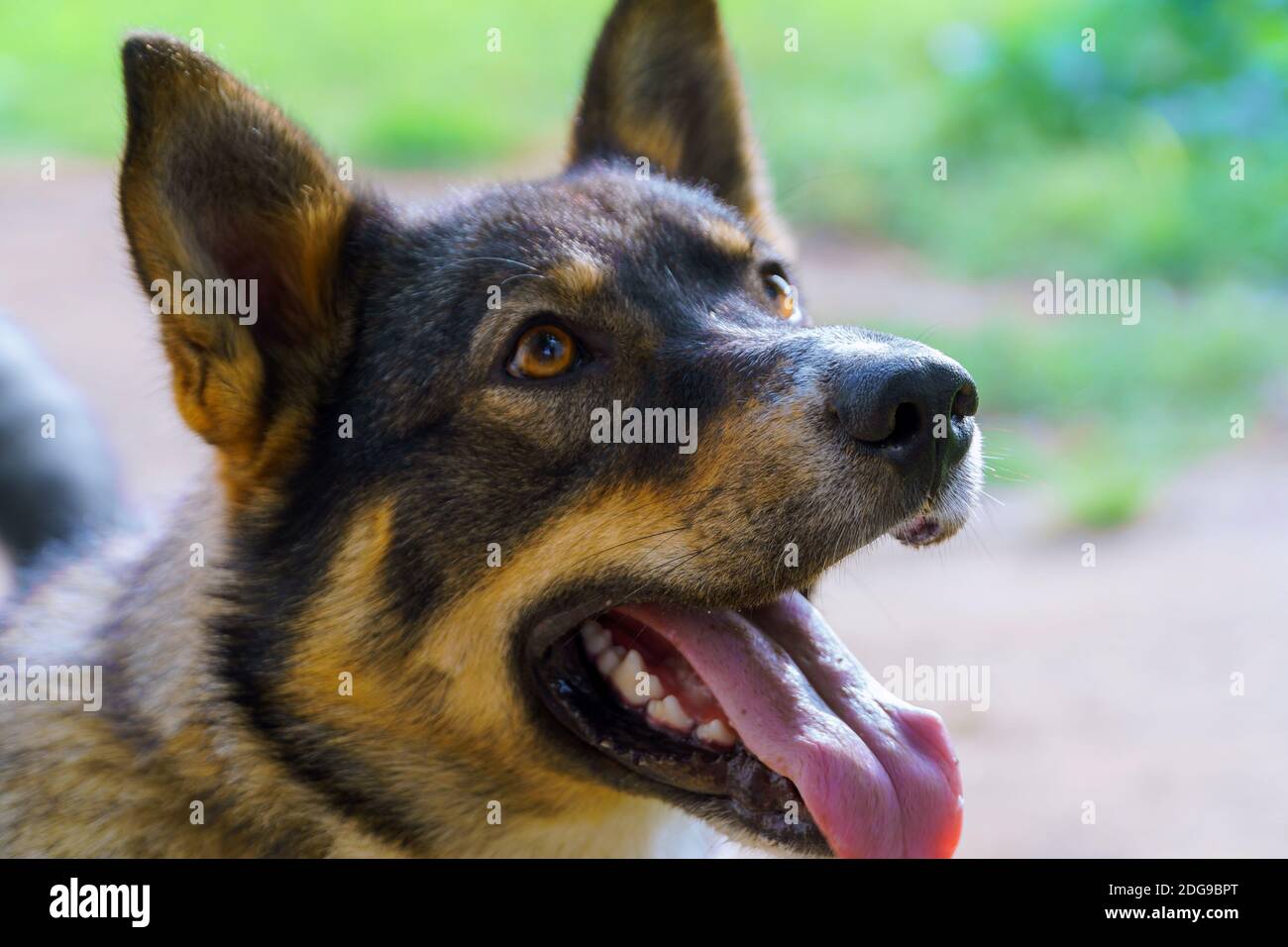 Vista ravvicinata di un cane da pastore che guarda e che stila la lingua con la giocosità vicino a casa. Foto Stock