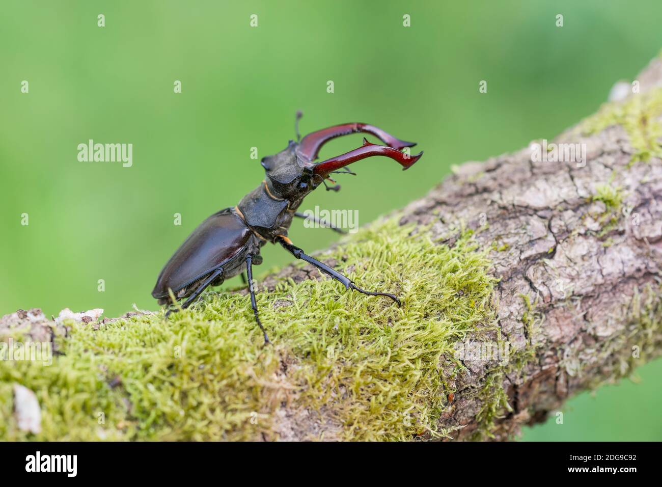 Maennlicher Hirschkaefer, Lucanus cervi, maschio Stag beetle Foto Stock