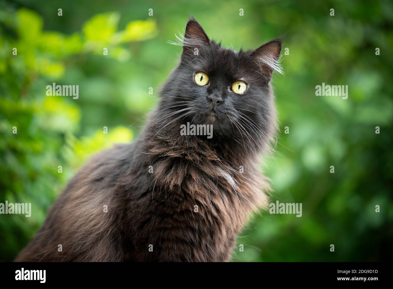 ritratto di un soffice gatto nero a capelli lunghi all'aperto in natura con fogliame verde sullo sfondo Foto Stock