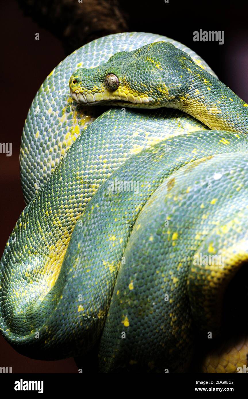 Grüner Baumpython, (Morelia viridis) Foto Stock