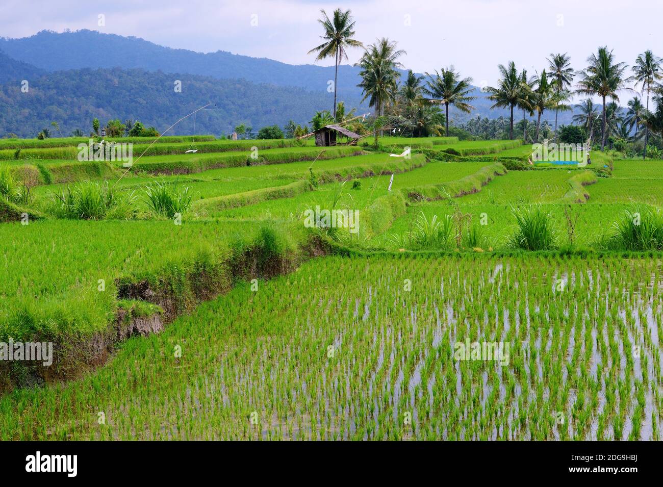Reisfelder und Reisterrassen, Munduk, Zentralbali, Bali, Indonesien Foto Stock