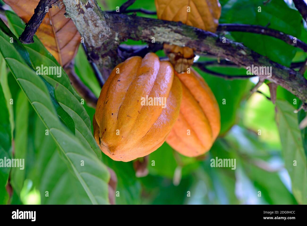 Kakaofrucht am Baum, Kakao (Theobroma cacao), Insel Mahe, Seychellen Foto Stock