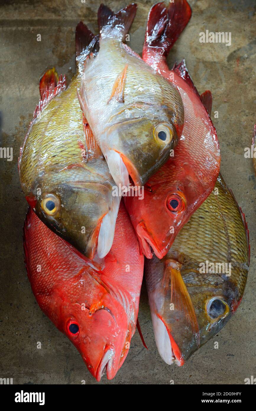 Frisch gefangene Fische zum Verkauf, im Fischmarkt Sir Selwyn Selwyn-Clarke Markt, Victoria, Insel Mahe, Seychellen Frisch gefangene Fis Foto Stock