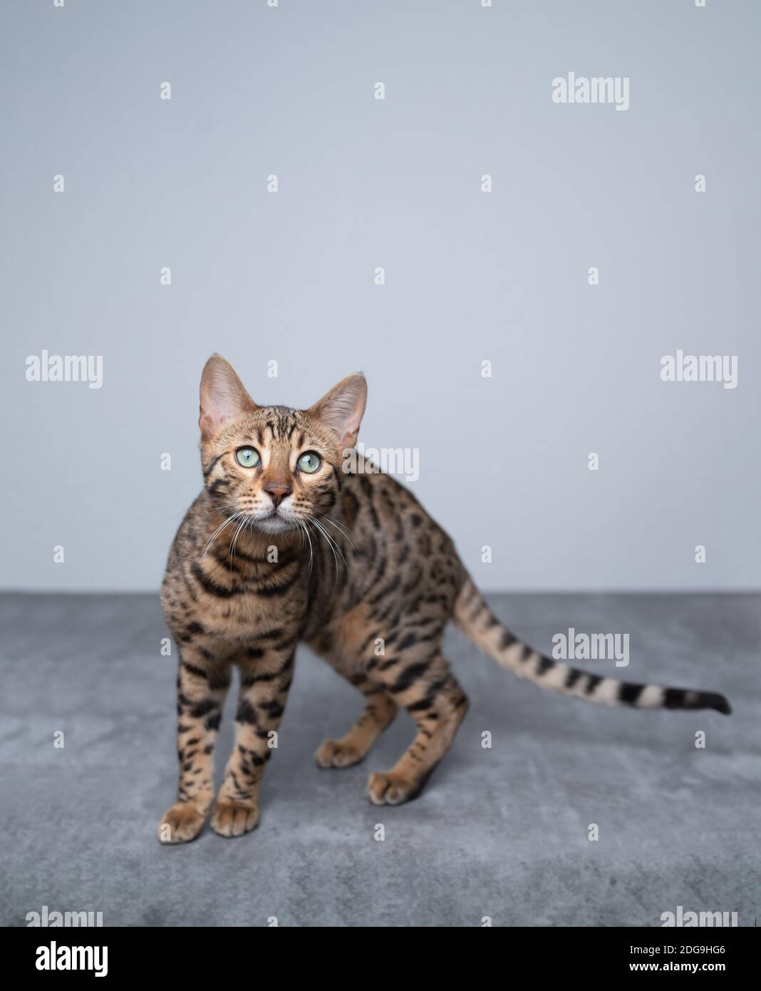 ritratto di un divertente e curioso giovane gatto bengala che guarda telecamera su terreno in cemento davanti alla parete bianca Foto Stock