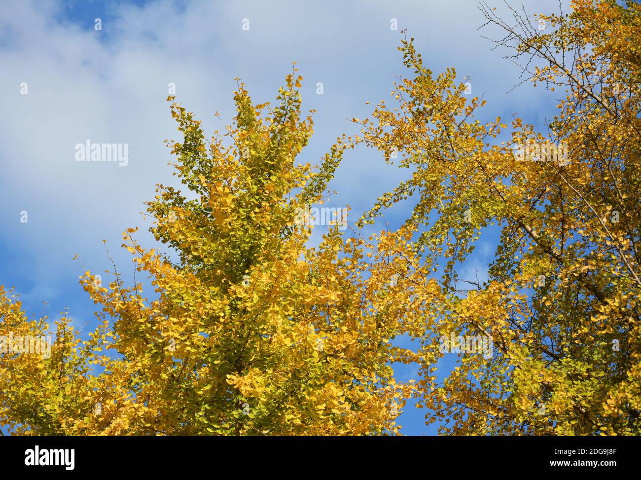 Ginkgo biloba si trasforma in giallo sotto il cielo blu nuvoloso dentro pomeriggio soleggiato Foto Stock