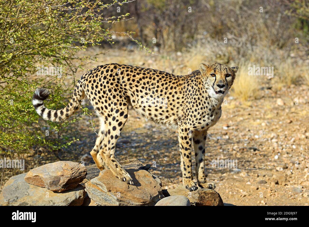Gepard, Namibia, Afrika (Achinonyx jubatus), Foto Stock