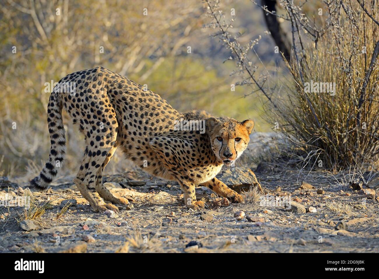Gepard, Namibia, Afrika (Achinonyx jubatus), Foto Stock