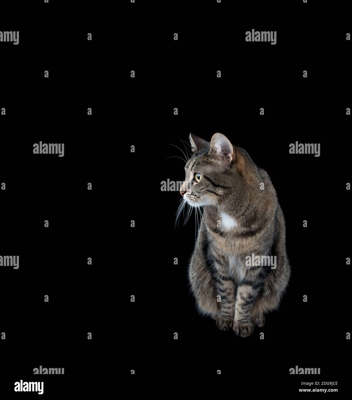 Tabby shorthair cat seduta guardando al lato nella parte anteriore del nero di sfondo per studio Foto Stock