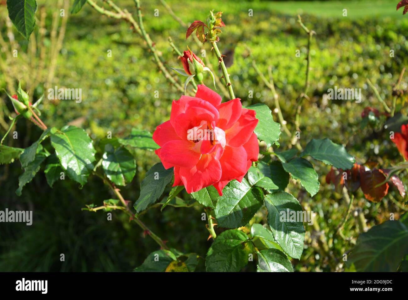 una rosa rossa isolata fiorisce nel pomeriggio soleggiato del giardino Foto Stock