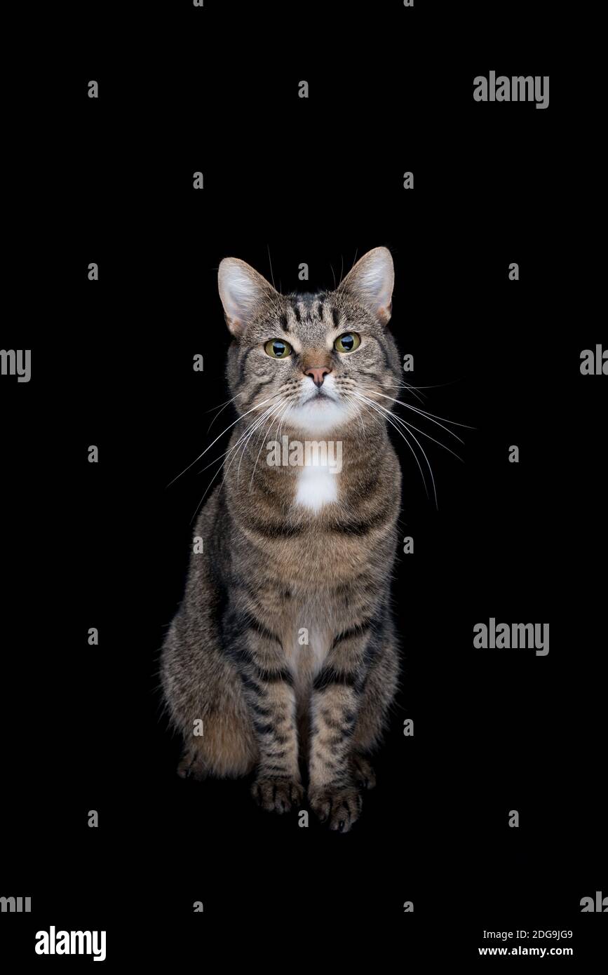 Vista frontale del tabby shorthair cat seduto davanti il nero di sfondo per studio Foto Stock