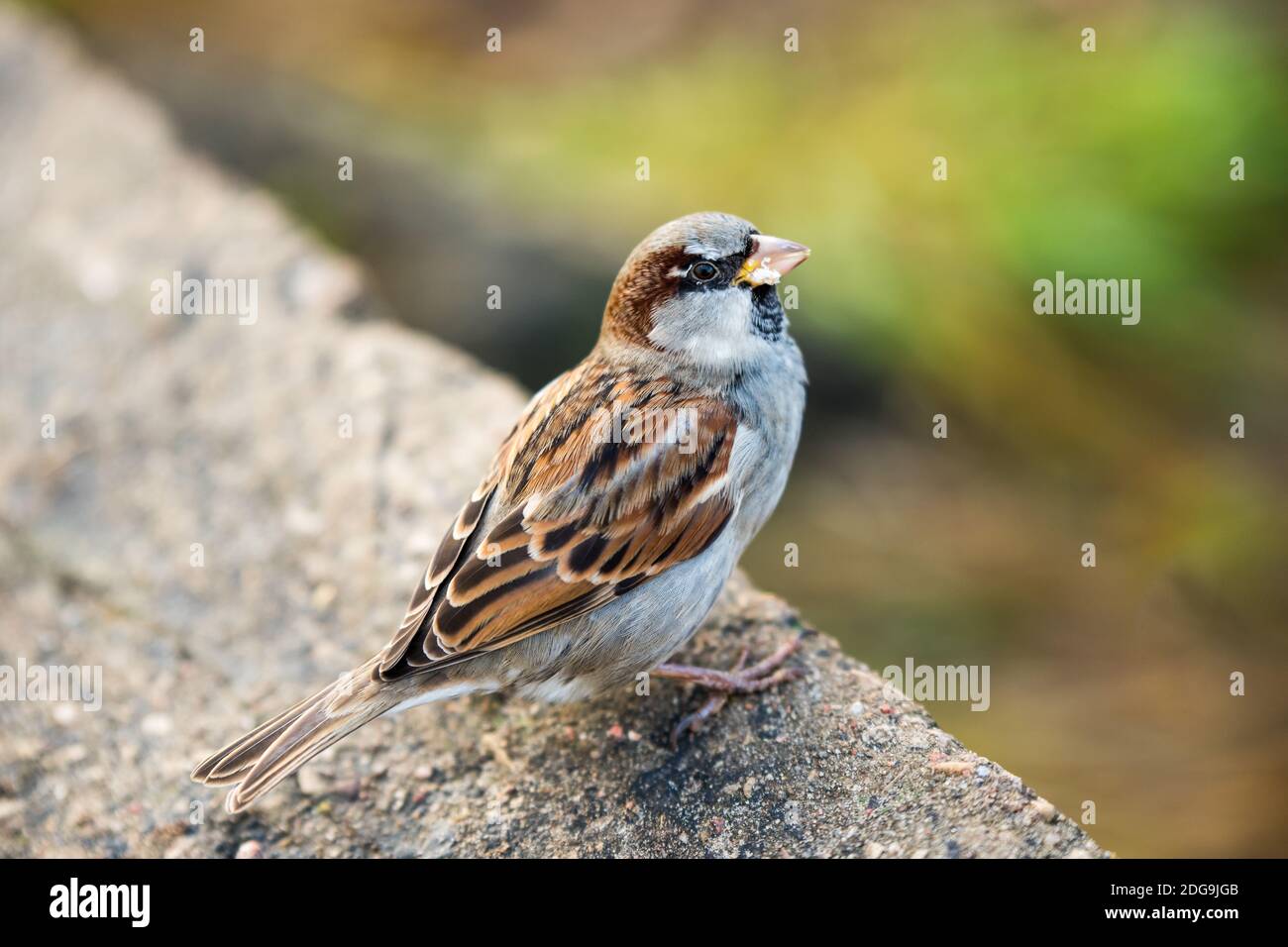 Passero che mangia pane. Piccoli animali selvatici di uccello Foto Stock