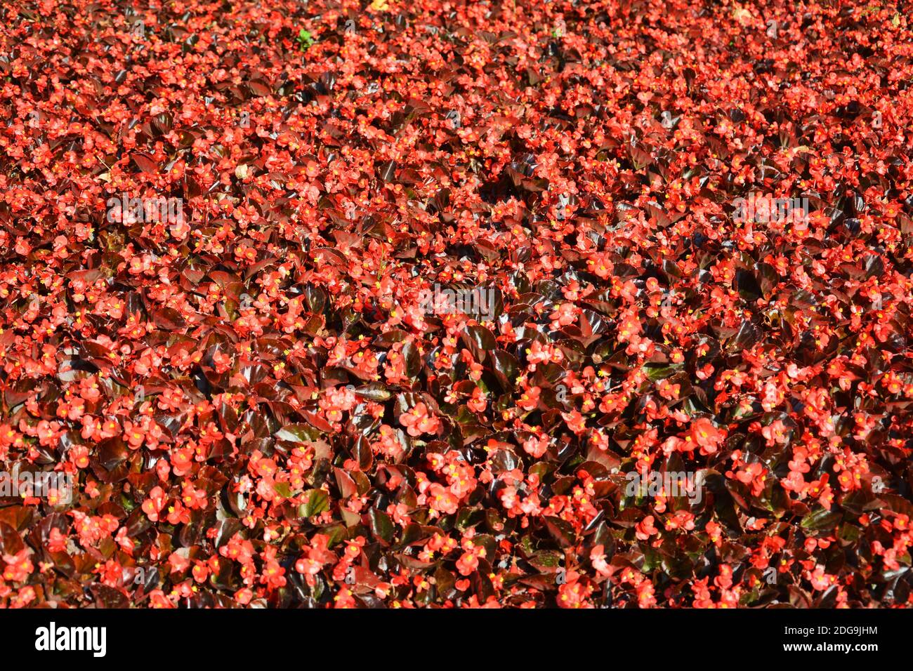 campo di fiori rossi centro commerciale fiorisce nel pomeriggio soleggiato in il giardino Foto Stock