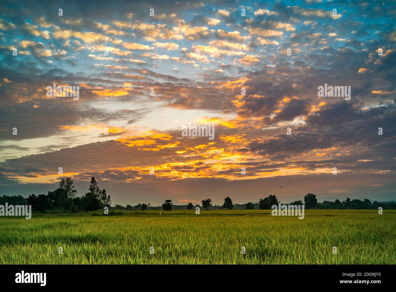 Bellissimo tramonto al campo di risaie Foto Stock