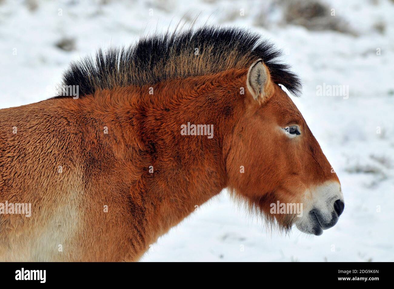 Przewalski Pferd, Equus przewalskii, Porträt Foto Stock