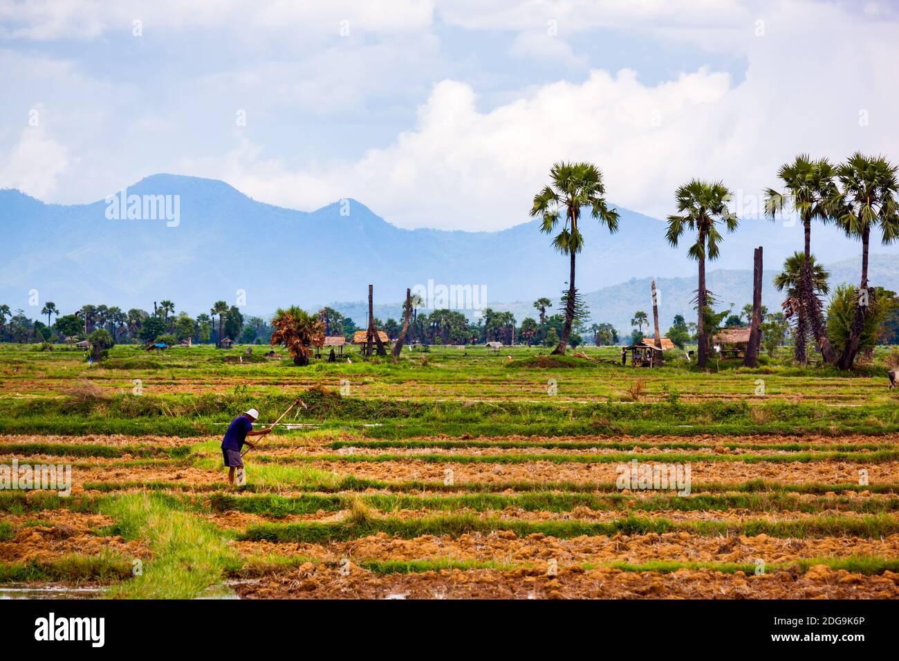 Vista del contadino tailandese che lavora nel campo di risaie Foto Stock