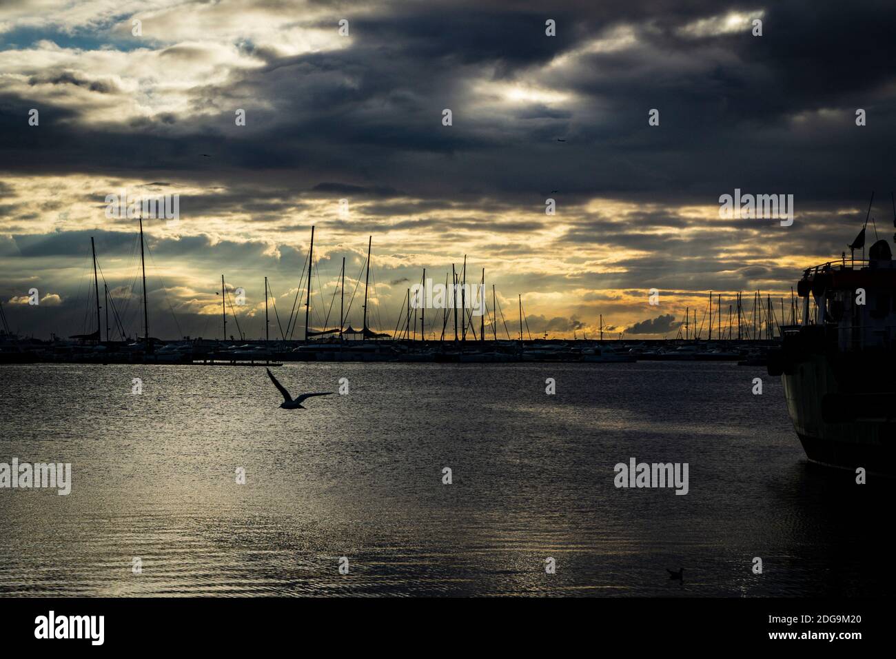Tramonto perfetto e gabbiano volante a Pendik Marina, İstanbul Foto Stock