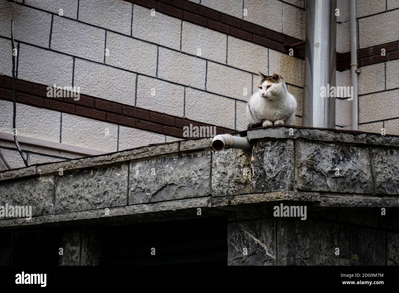 Gatto bianco seduto da solo accanto alla moschea. Gatto a riposo con retro decorativo. Pendik, İstanbul Foto Stock