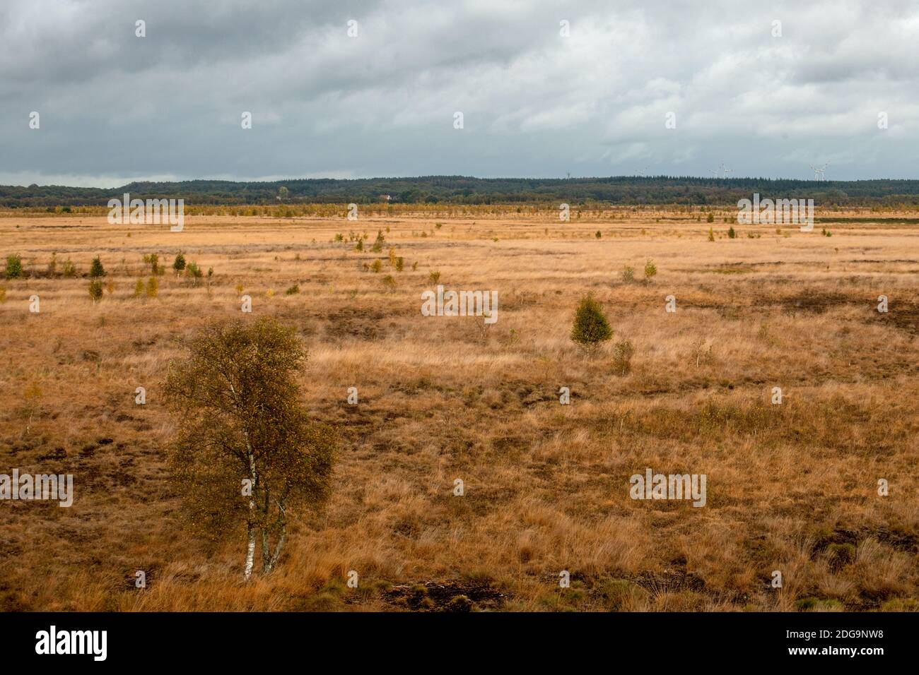 Rehdener Moor Foto Stock