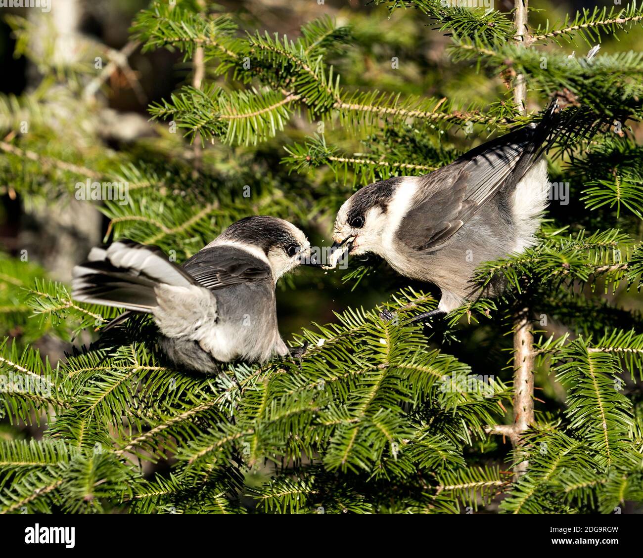 Vista ravvicinata della coppia Gray Jay appollaiata su un ramo di abeti nel loro ambiente e habitat, condividendo il cibo. Foto Stock