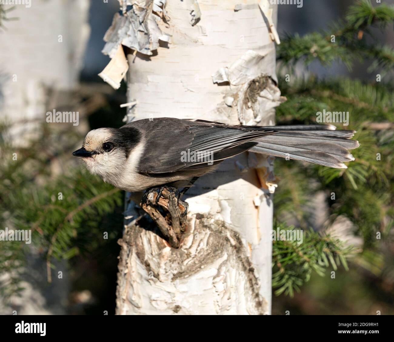 Vista del profilo in primo piano di Gray Jay su un tronco di betulla con uno sfondo sfocato nel suo ambiente e habitat, con ali di piumaggio grigio e Foto Stock