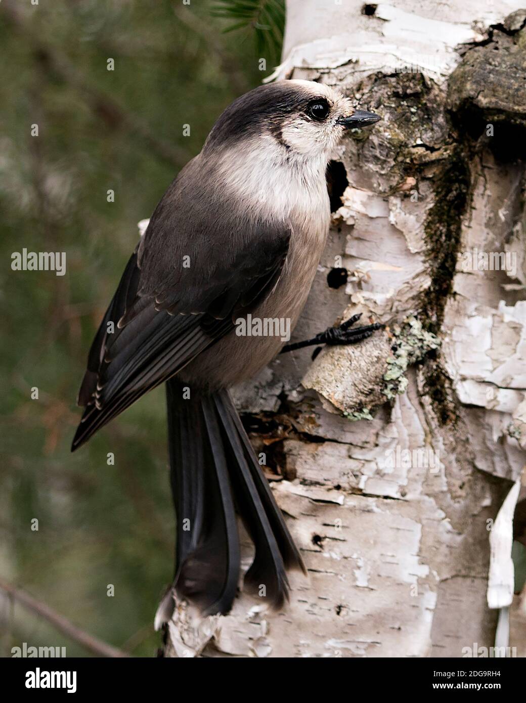 Vista del profilo in primo piano di Gray Jay su un tronco di betulla con uno sfondo sfocato nel suo ambiente e habitat, con ali di piume grigie. Foto Stock
