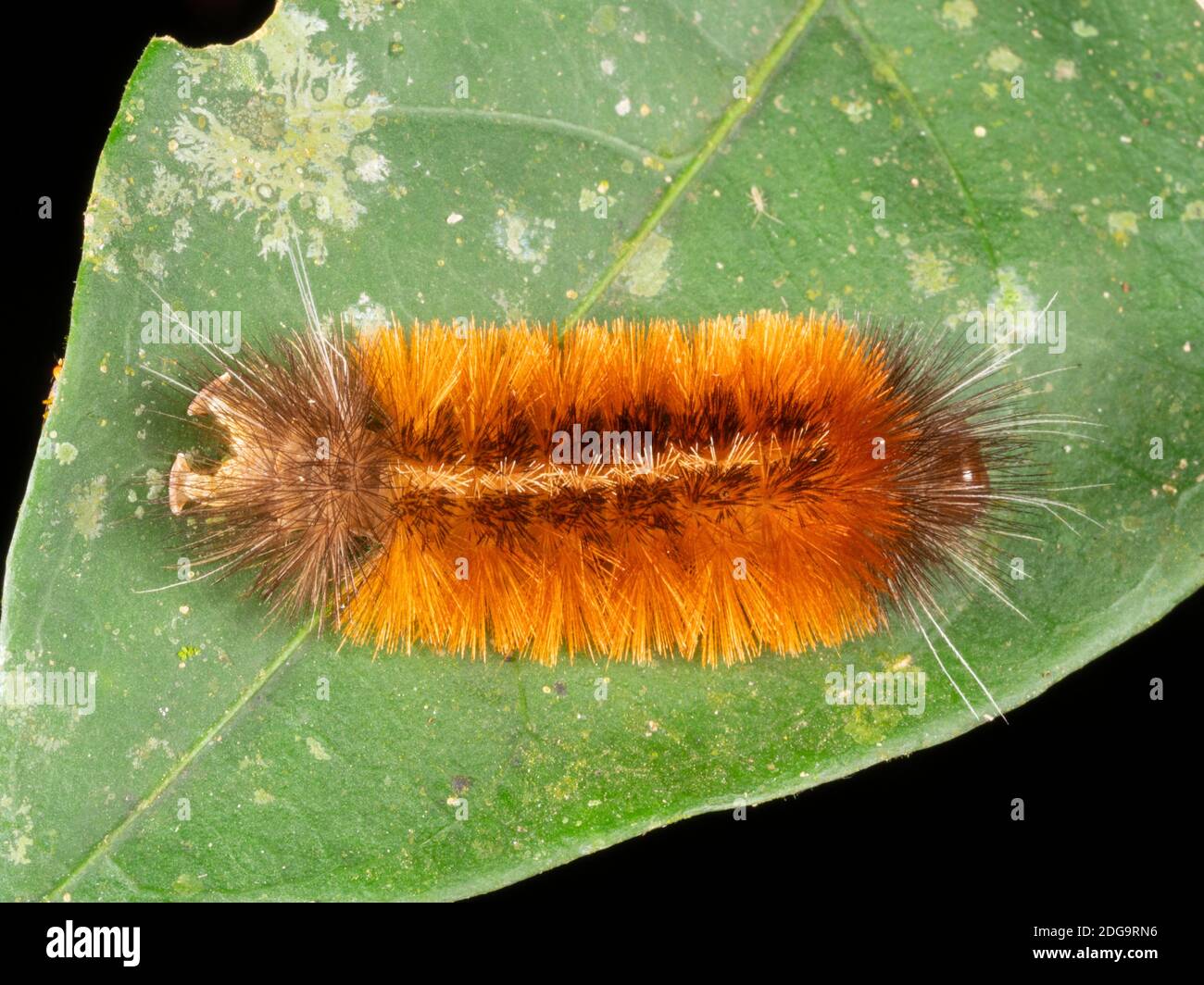 peloso bruco su una foglia nella foresta pluviale di notte Vicino a Puerto Quito nell'Ecuador occidentale Foto Stock