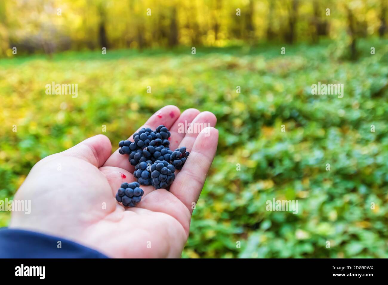Bacche maturi frutti di bosco raccolti nella foresta autunnale giacciono sul palmo Foto Stock