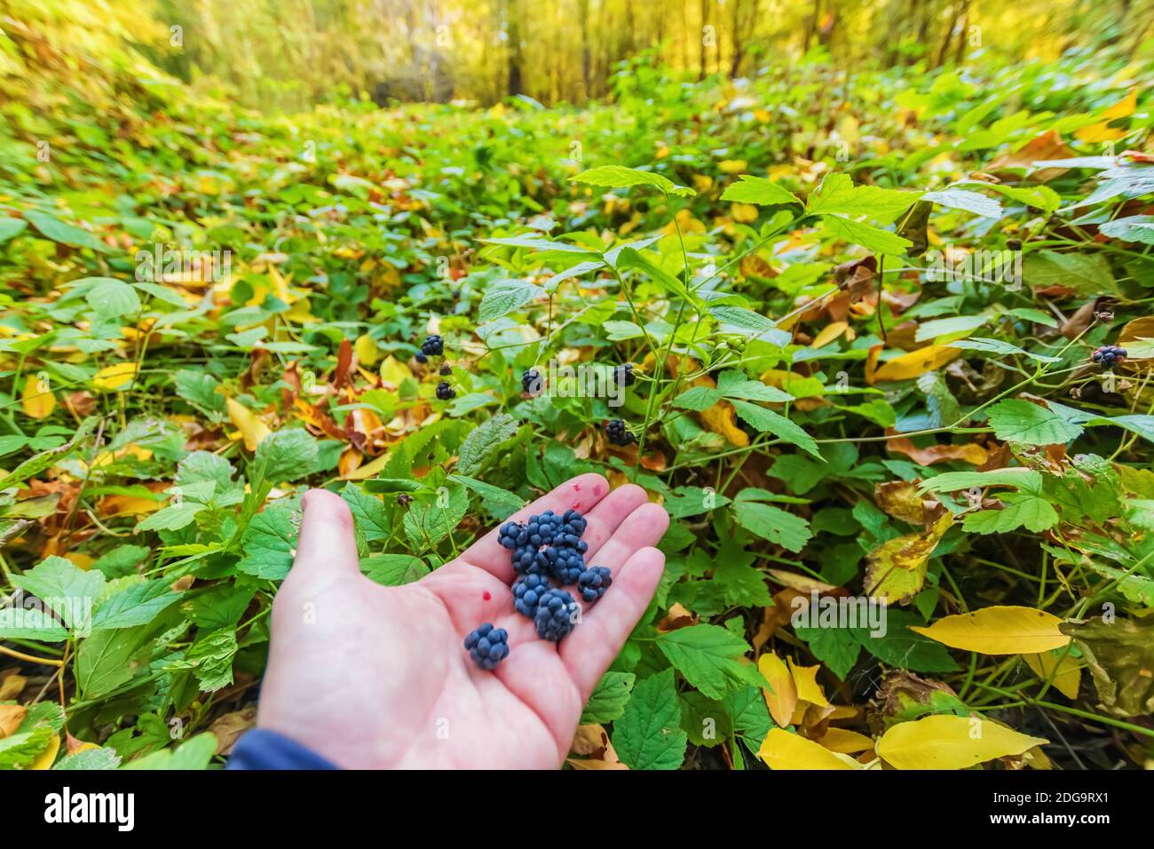 Bacche maturi frutti di bosco raccolti nella foresta autunnale giacciono sul palmo Foto Stock