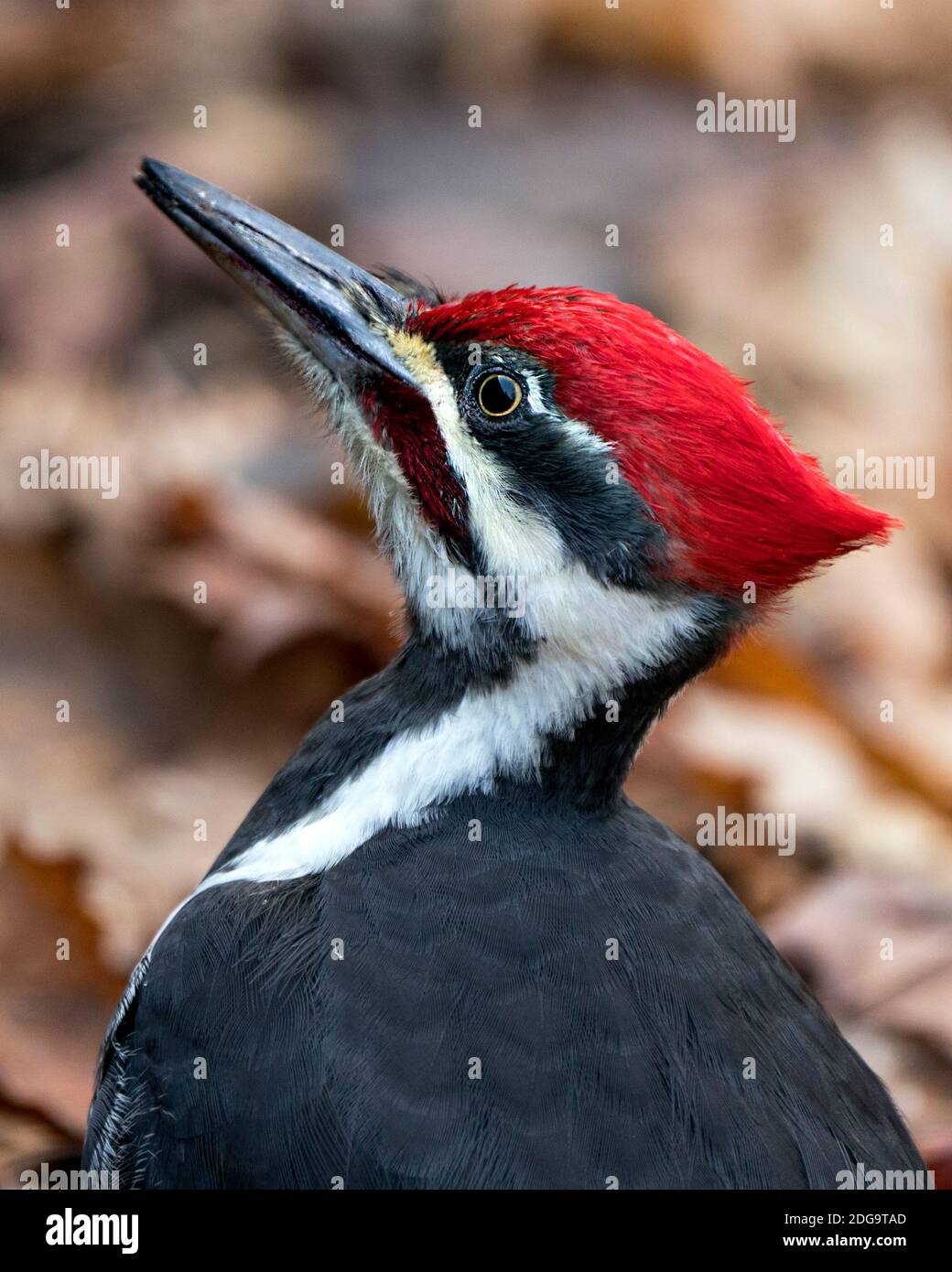La testa di Woodpecker ha girato in primo piano la vista del profilo con uno sfondo sfocato nel suo ambiente e habitat con una vista laterale. Foto Stock