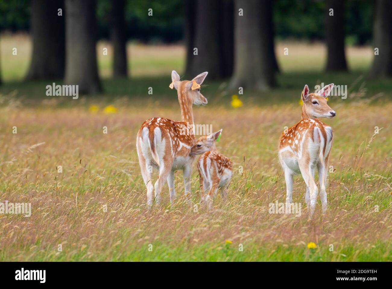 Il giovane daino di daino 'Dama damaa' nuzzles sua madre a Phoenix Park, Dublino, Irlanda. Mandria di antilopi selvatici con etichette auricolari in erba alta e alberi Foto Stock
