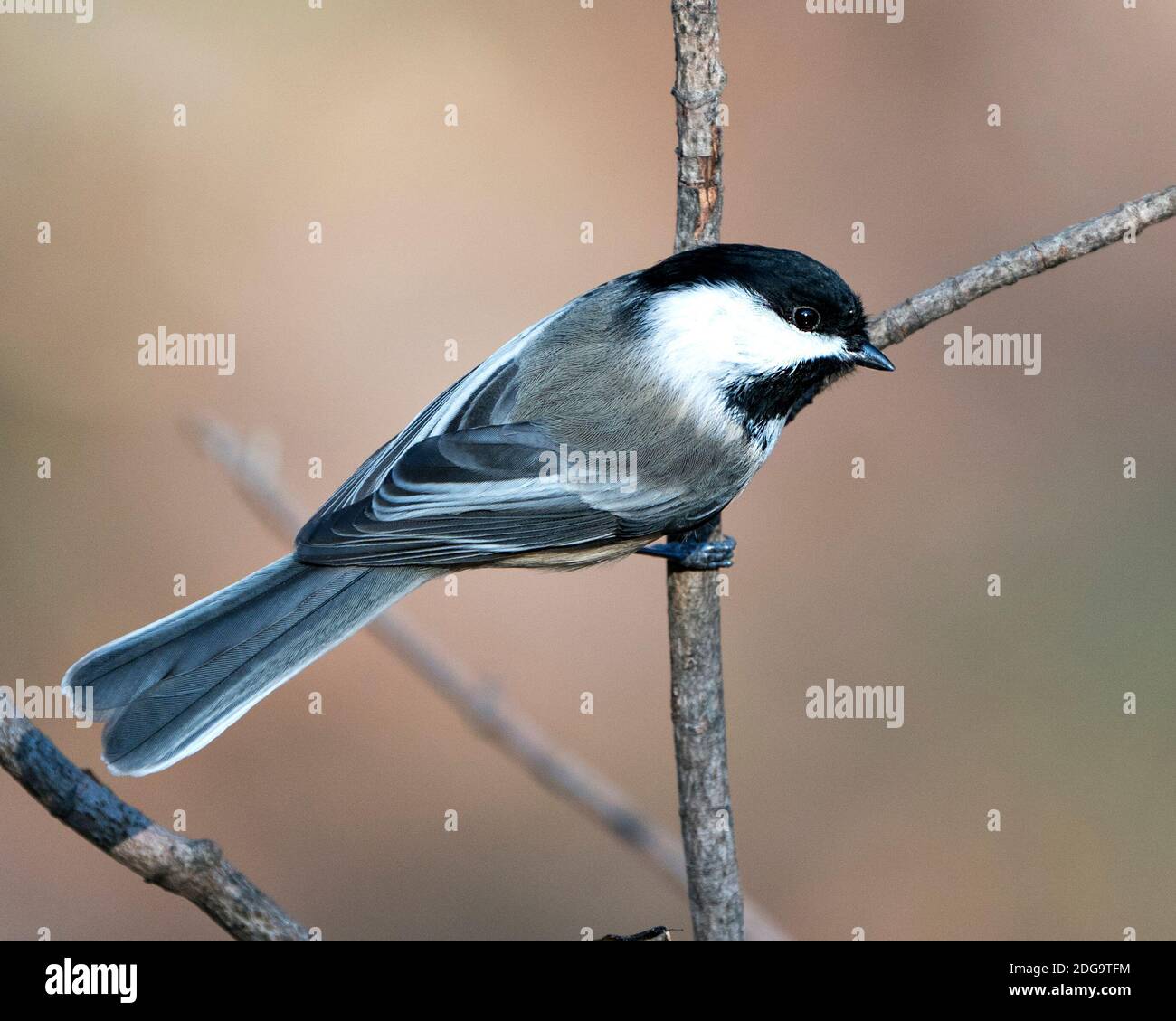 Chickadee primo piano profilo vista su un ramo di albero con uno sfondo sfocato nel suo ambiente e habitat, con ali piumaggio piuma e coda, Bla Foto Stock